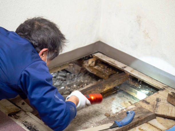 Best Attic Mold Removal  in Hamlet, IN