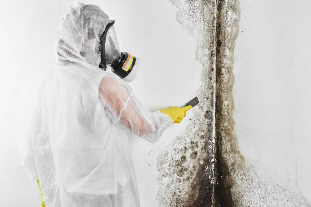 Certified Mold Removal in Hamlet, IN