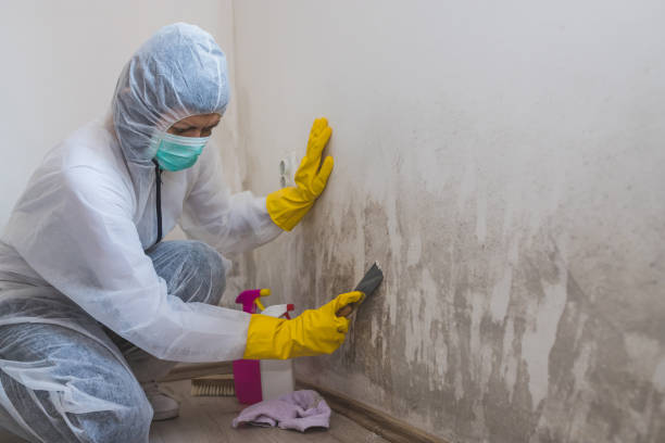Best Crawl Space Mold Removal  in Hamlet, IN