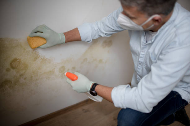 Best Mold Removal Near Me  in Hamlet, IN