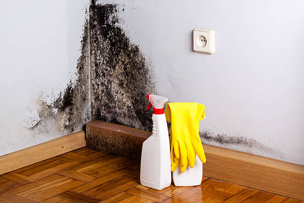 Best Mold Remediation  in Hamlet, IN