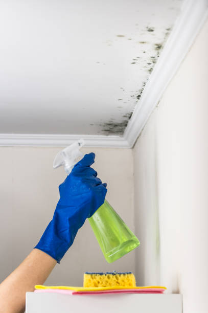 Best Black Mold Removal  in Hamlet, IN